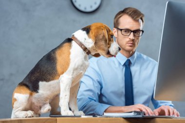 bilgisayar masasında görmek modern ofis beagle üzerinde gözlük işadamı seçici odak 