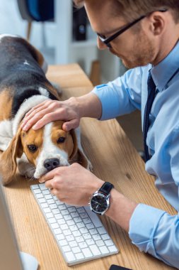 çok güzel beagle modern ofis masada oynamaya işadamı kısmi görünümü 