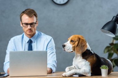 Laptop modern ofisindeki masada oturan beagle süre çalışma gözlük içinde ciddi iş adamı
