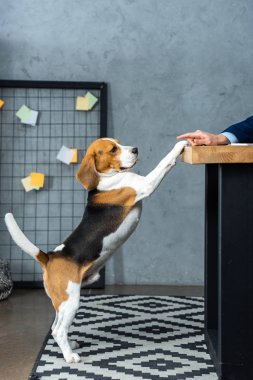 masada oturan ve modern ofis sevimli beagle ile oynarken işadamı kırpılmış görüntü 