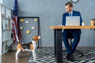 kendine güvenen işadamı masada dizüstü modern ofisindeki yakınındaki beagle dururken ile çalışma