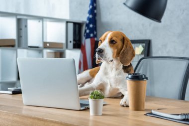 Tek kullanımlık kahve fincanı ve modern ofis içinde laptop ile masada oturan sevimli beagle 