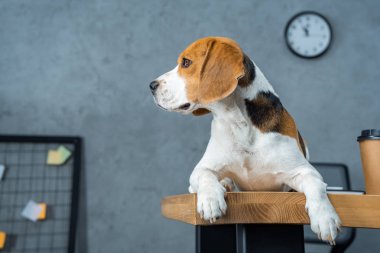 Tek kullanımlık kahve fincanı modern ofisindeki masada oturan beagle 