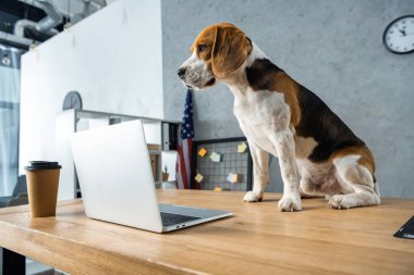 Tek kullanımlık kahve fincanı ve modern ofis içinde laptop ile masada oturan sevimli beagle 