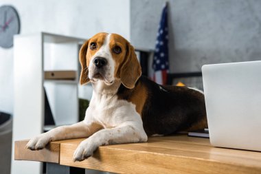 modern ofis içinde laptop ile masada oturan sevimli beagle görünümünü kapat 