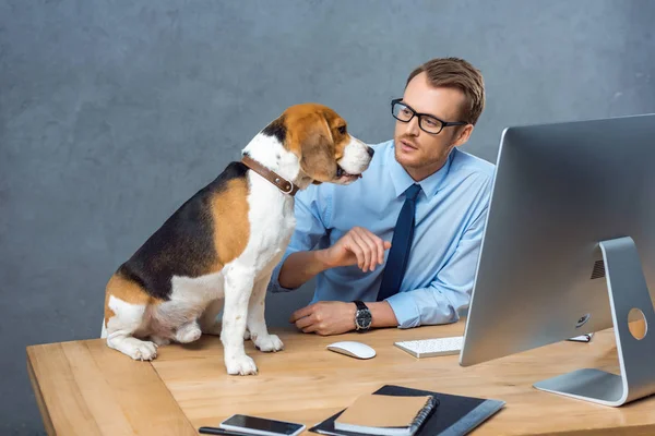 オフィスでテーブルで犬と遊んで眼鏡の青年実業家のハイアングル — ストック写真