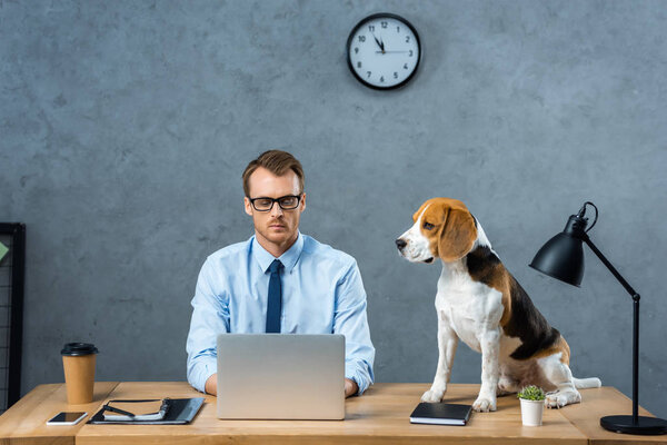 concentrated businessman in eyeglasses working on laptop while beagle sitting near on table in modern office 