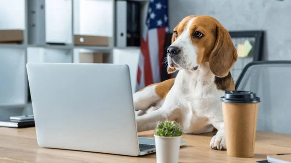 selective focus of beagle sitting on table with disposable coffee cup and laptop in modern office