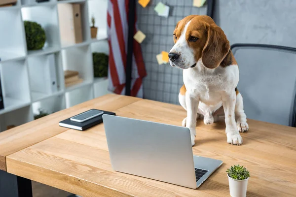 パソコンとスマート フォンで近代的なオフィスのテーブルの上に座っているビーグル犬の選択と集中 — ストック写真