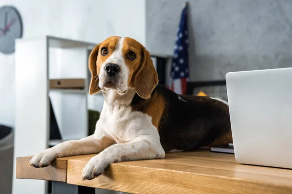 Vista Cerca Lindo Beagle Sentado Mesa Con Ordenador Portátil Oficina — Foto de Stock