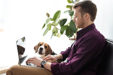 Erkek freelancer laptop yakınındaki office evde koltukta oturan beagle süre çalışma