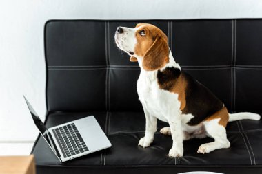 seçici odak ile laptop evde kanepede oturan sevimli Beagle