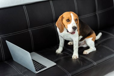 dizüstü bilgisayar vasıl ev ile kanepede oturan Beagle yüksek açılı görünüş