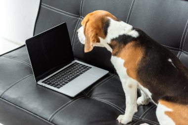 dizüstü bilgisayar vasıl ev ile kanepede oturan sevimli beagle