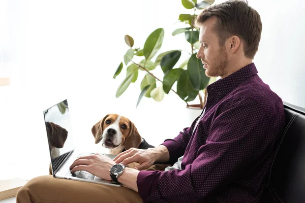 Mannelijke Freelancer Werkt Laptop Terwijl Beagle Zittend Buurt Van Sofa — Stockfoto