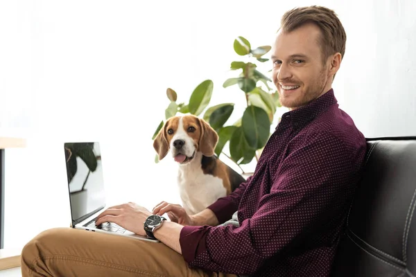 Sonriente Freelancer Masculino Trabajando Portátil Mientras Beagle Sentado Cerca Sofá — Foto de stock gratis