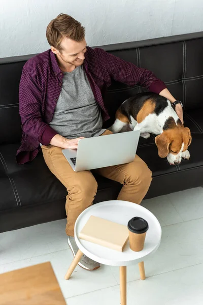 High Angle View Male Freelancer Sitting Sofa Laptop Adorable Beagle — Stock Photo, Image