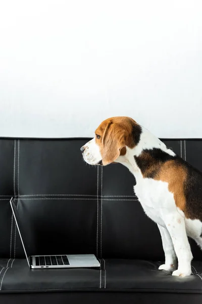 Vista Lateral Beagle Sentado Sofá Con Ordenador Portátil Casa — Foto de Stock