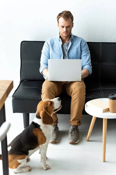 Knappe Mannelijke Freelancer Werkt Laptop Terwijl Beagle Die Buurt Van — Stockfoto