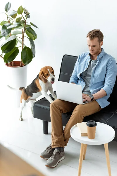 Hög Vinkel Syn Manliga Frilansare Arbetar Laptop Medan Beagle Kör — Stockfoto