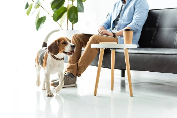 Abgeschnittenes Bild Männlicher Freiberufler Die Laptop Arbeiten Während Beagle Mit — Stockfoto