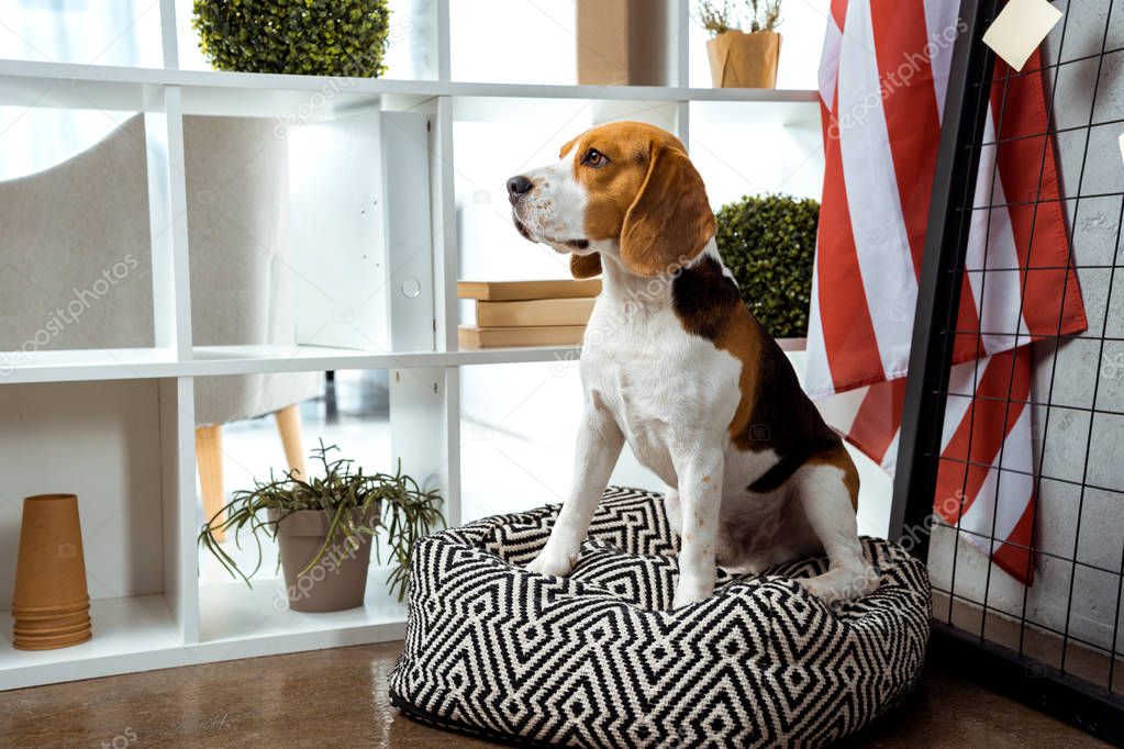 beagle sitting on bean bag near american flag in modern office 