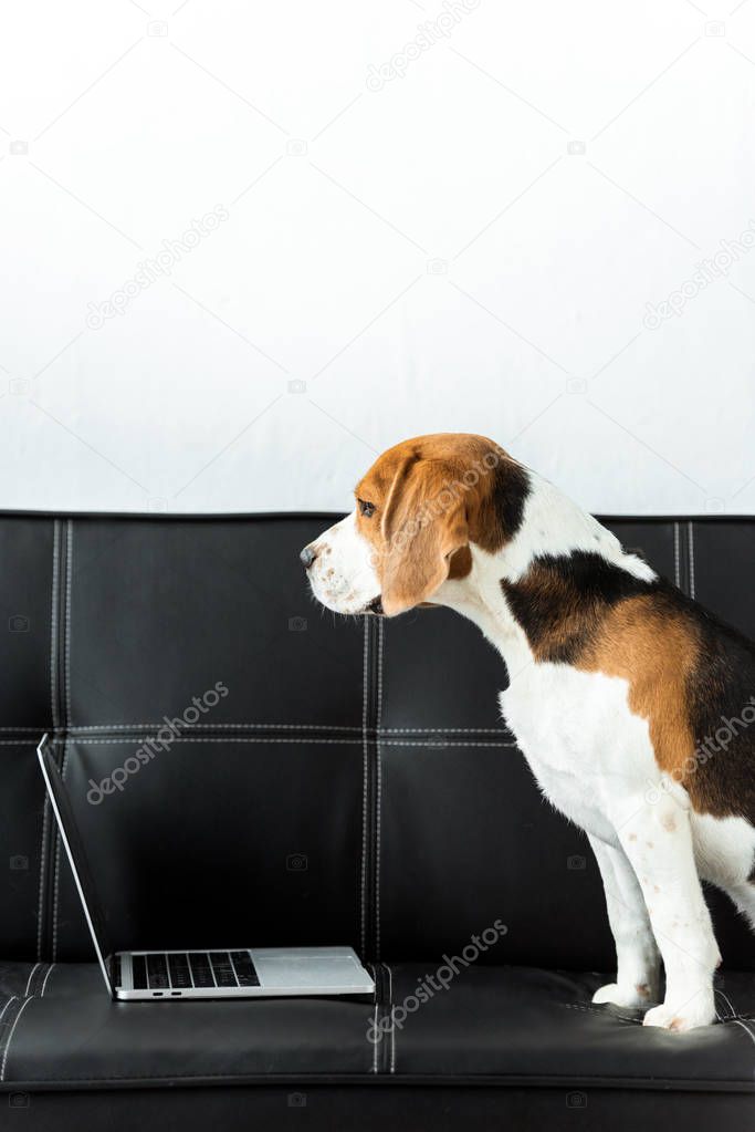 side view of beagle sitting on couch with laptop at home