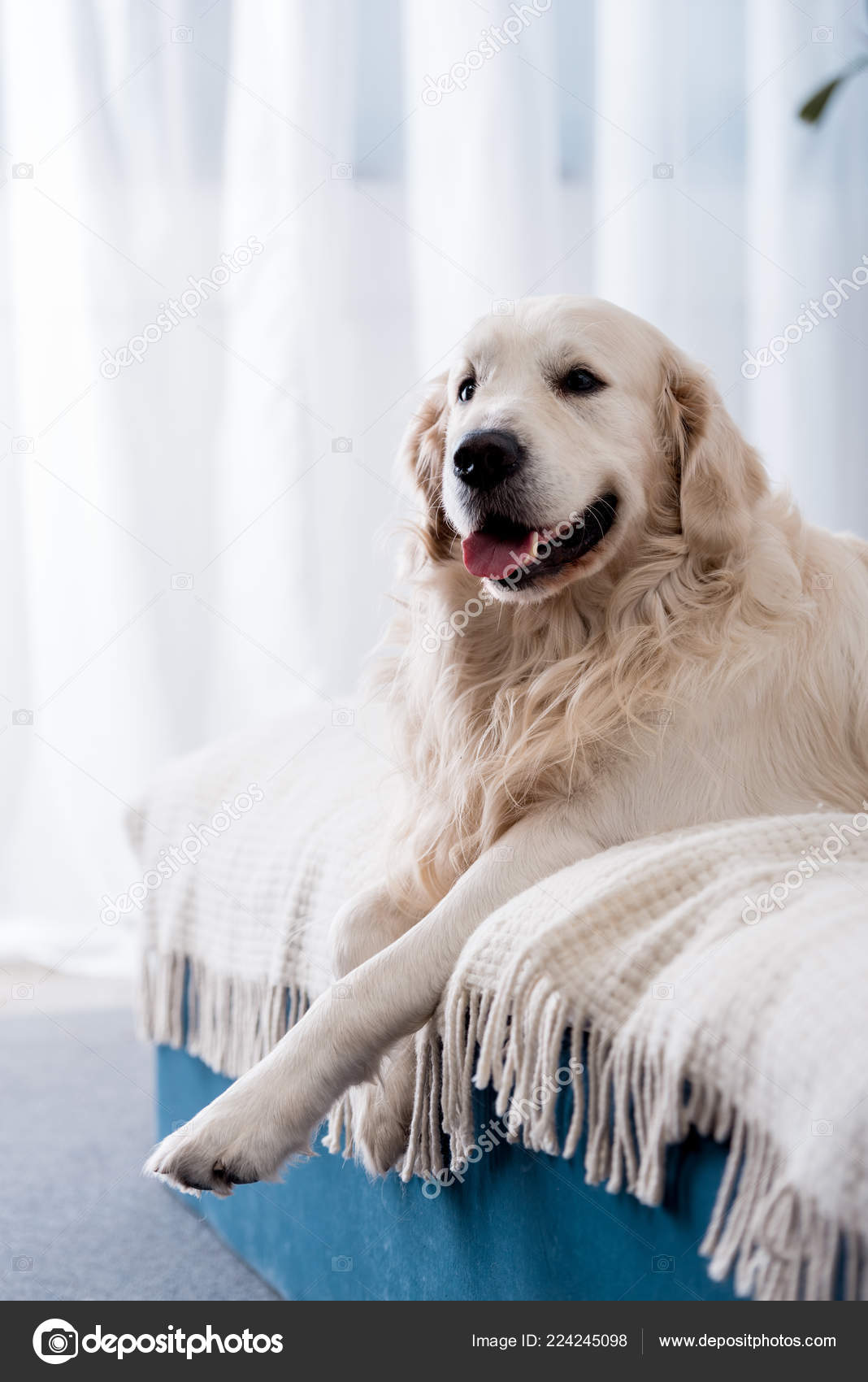 Happy Dog Tongue Stick Out Lying Bed Blue Pillows — Stock Photo