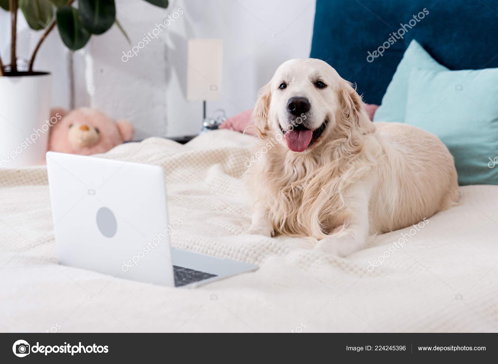 Happy Dog Tongue Stick Out Lying Bed Laptop — Stock Photo