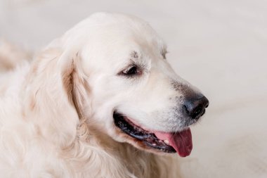 golden retriever köpek görünümünü kapat 