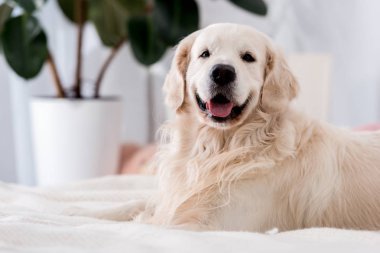 Happy dog with tongue stick out lying on bed with blue pillows  clipart