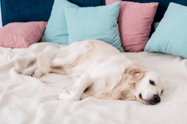 Pembe ve mavi yastık ile yatakta yatarken mutlu köpek