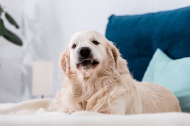 golden retriever köpek yatakta yatarken kameraya bakıyor 