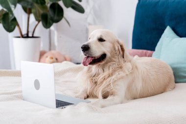 Mutlu köpek yatakta yatıyordu süre içinde laptop arıyorum  