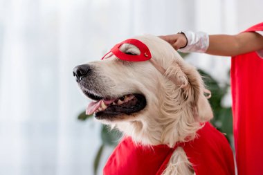 Partial view of hand petting golden retriever dog in red superhero mask clipart