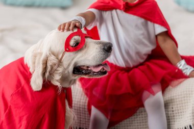 Partial view of hand petting happy golden retriever dog in superhero costume clipart