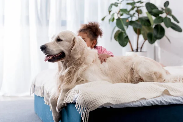 Adorable African American Kid Sitting Bed Her Golden Retriever — Free Stock Photo