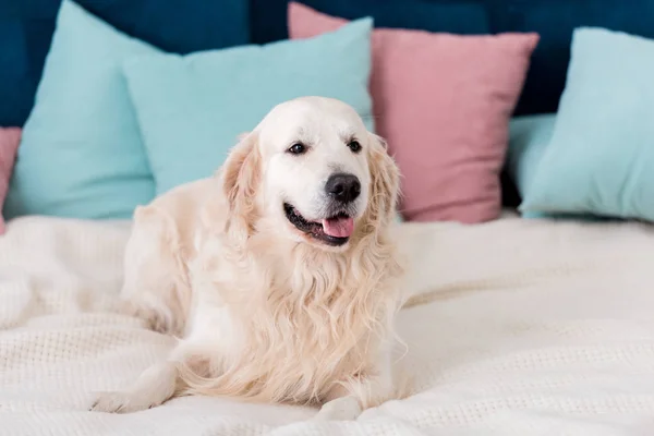 Sorrindo Golden Retriever Deitado Cama Com Almofadas Azuis Rosa — Fotografia de Stock