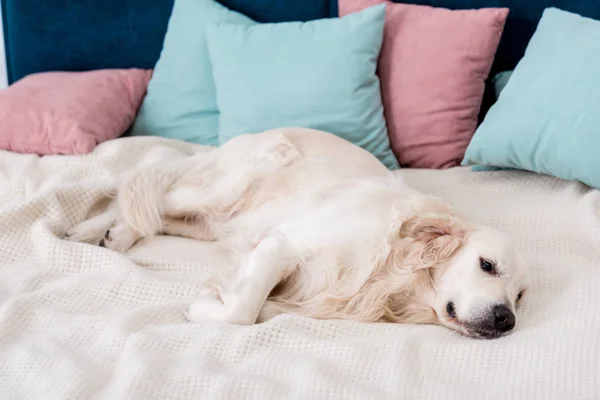 ピンクとブルーの枕とベッドに横たわって幸せな犬 — ストック写真