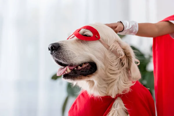 Partial View Hand Petting Golden Retriever Dog Red Superhero Mask — Stock Photo, Image