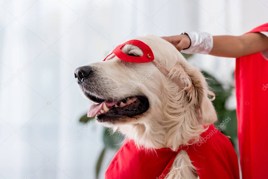 Partial view of hand petting golden retriever dog in red superhero mask