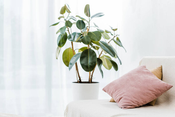 green plant in pot near couch with pillows
