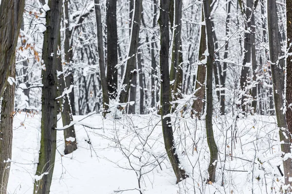 snowy trees and bushes in winter park