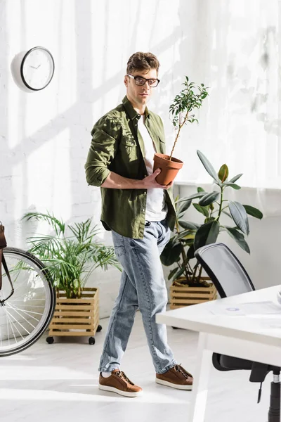 英俊的男人在绿色衬衫和牛仔裤站立和拿着锅与植物在办公室 — 图库照片
