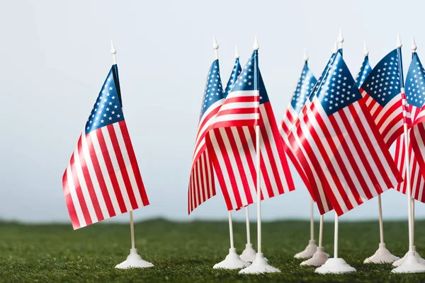 american flags on green grass isolated on grey 