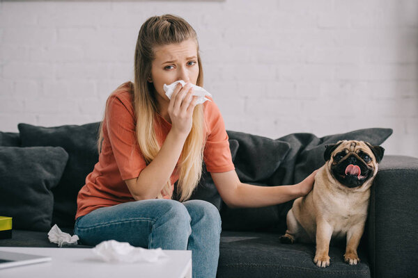 girl allergic to dog sneezing in tissue while sitting with adorable pug on sofa