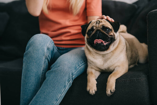cropped view of girl sitting with adorable pug dog on sofa