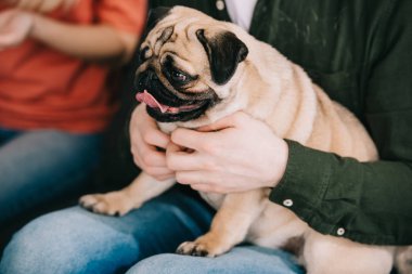 selective focus of cute pug dog in hands of man sitting near woman  clipart