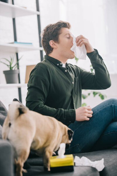 selective focus of man allergic to dog sneezing near pug at home 