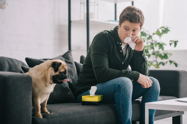 Man Allergic Dog Holding Tissue Nose Sitting Sofa Pug — Stock Photo, Image